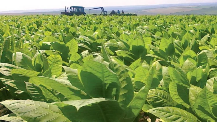 150 ölkədə tütündən istifadə azalır - ÜST