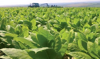 150 ölkədə tütündən istifadə azalır - ÜST