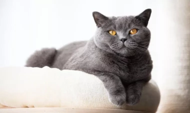 British Shorthair pişiklərinin təlimi – Davranışlarının yaxşılaşdırılması üçün məsləhətlər