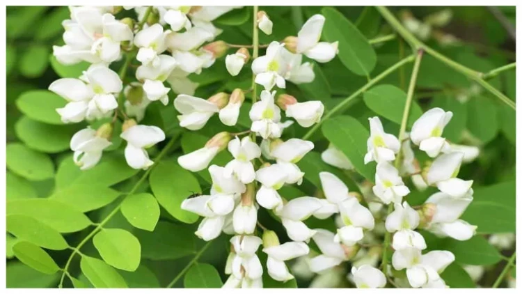 Min dərdə dərman “ağ çiçəyim”- Ağacda bitən can dərmanı