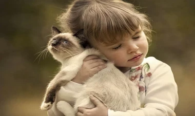 “Heyvanlarla məsuliyyətli davranış haqqında” yeni qanun layihəsi hazırlanır