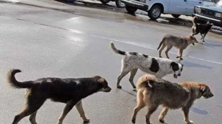 Sahibsiz itlər Xırdalanda sakinə hücum etdilər - VİDEO