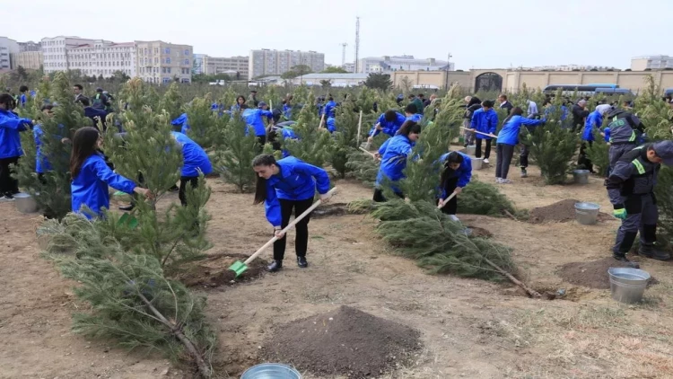 Paytaxtda növbəti ağacəkmə aksiyası keçirilib - FOTO