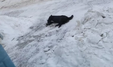 İti pəncərədən atan şəxsə 3 il həbs verildi