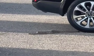 Maşın bazarında ilan peyda oldu - VİDEO