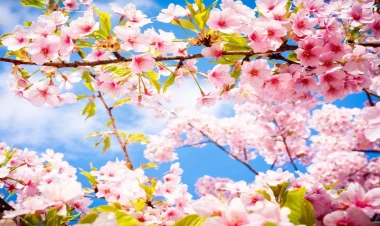 Mayda hava necə olacaq? - AYLIQ PROQNOZ