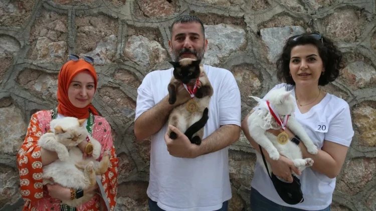 Qeyri-adi gözəllik yarışması: Podiumda pişiklərdir - FOTO