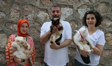 Qeyri-adi gözəllik yarışması: Podiumda pişiklərdir - FOTO