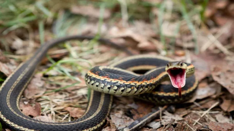 Yuxuda ilan görmək nə vəd edir?