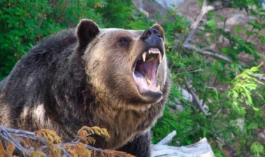 50 yaşlı karateçi dağlarda iki ayı ilə döyüşdü