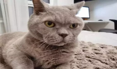 Pişiyinizin müsbət və mənfi cəhətləri: Heyvan sahiblərinin NƏZƏRİNƏ