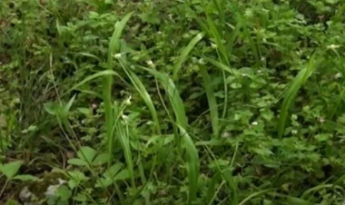 İsmayıllı meşələrində bitən pəl bitkisi: Həm faydalıdır, həm də... - VİDEO