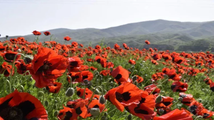 Xocalı al lalələrlə bəzəndi -  FOTOlar
