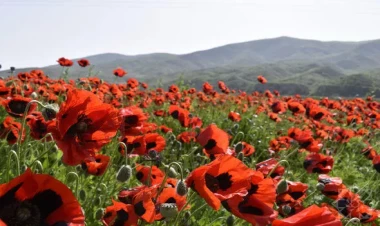 Xocalı al lalələrlə bəzəndi -  FOTOlar