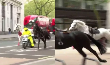 Londonda Kral Süvari Qvardiyasının atları 5 nəfəri yaraladı