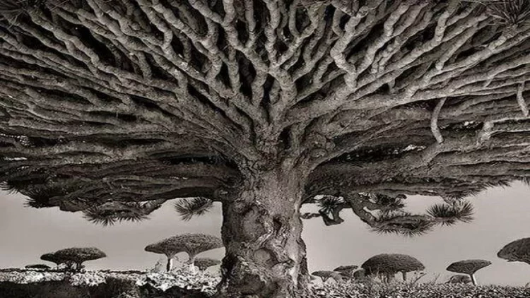 14 ilini planetin ən yaşlı ağaclarını çəkmək üçün sərf etdi - FOTOlar