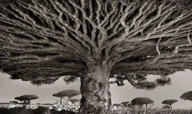 14 ilini planetin ən yaşlı ağaclarını çəkmək üçün sərf etdi - FOTOlar