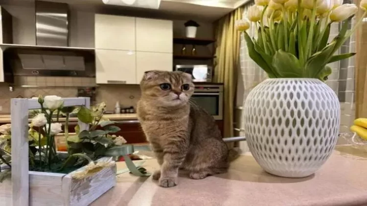 Evinizdə pişik yaşayır? Təcili bütün daxili qapıları açın - SƏBƏBİ