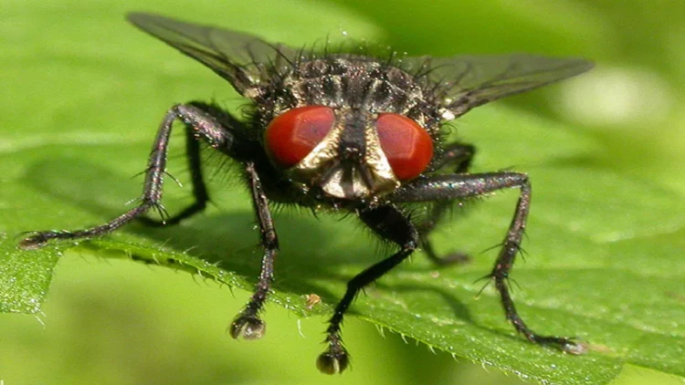 Bu ölkədə milçəkdən çörək bişirilməyə başlanıldı