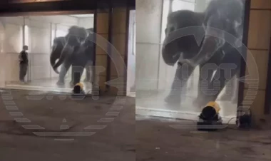 Fillər avtoyumada görüntüləndilər - VİDEO