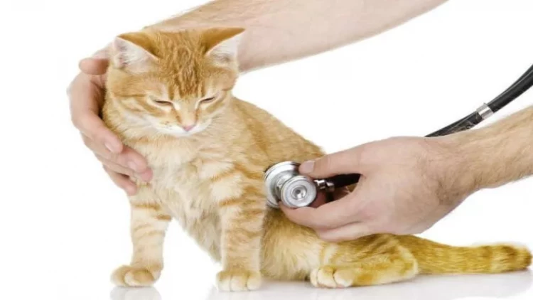 Pişiyinizin xəstə olduğunu necə başa düşmək olar? - Burnuna toxunmayın