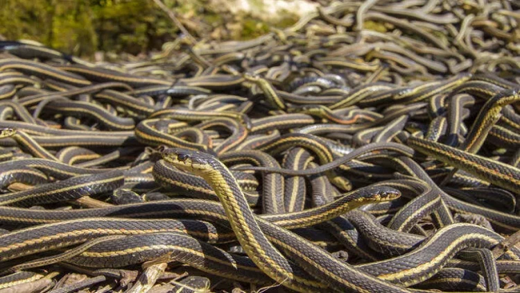 Bərdə sakinlərini dəhşətə salan hadisə: İlanlar evlərə  hücum etdi