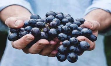 Üzümün dənəsini yemək orqanizmə necə təsir edir?