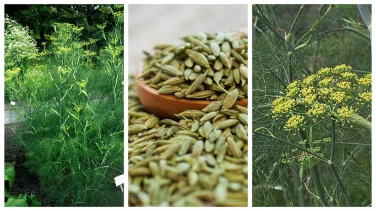 Öskürək və köpün dərmanı - Razyana