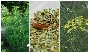 Öskürək və köpün dərmanı - Razyana