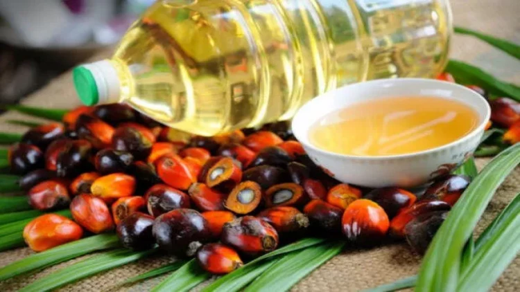 Palma yağının ölkəyə gətirilməsi qadağan edilməlidir? - VİDEO