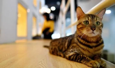 Pişiyin yaşadığı evdə bu 3 şeyi etməyin: Peşman olacaqsınız