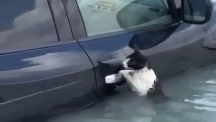 Dubaydakı daşqında belə həyatda qaldı - VİDEO