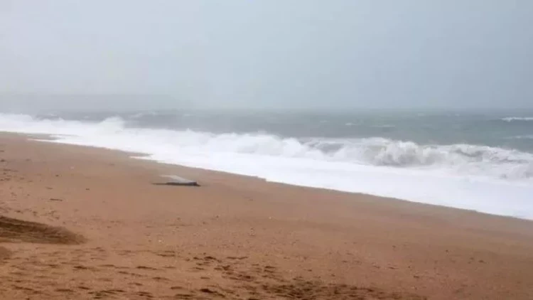 Çimərlikdə  naməlum heyvanın cəsədi tapıldı - FOTO