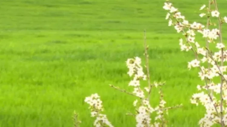 Vaxtilə düşmənin qurutduğu torpaqlar indi canlanıb - VİDEO