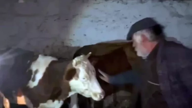 İnəklərə görə dava ölümlə nəticələndi