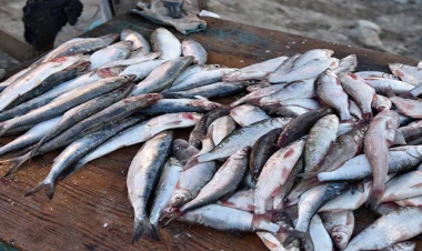 “Balıqlar kürüləmə vaxtını dəyişir, qanun da dəyişsin” - VİDEO