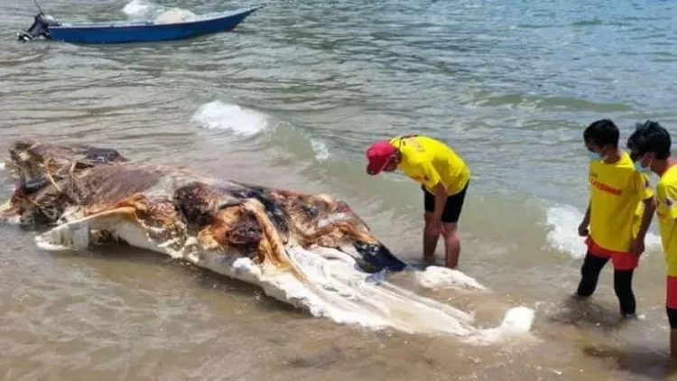Çimərlikdə naməlum məxluqun cəsədi tapıldı - FOTO