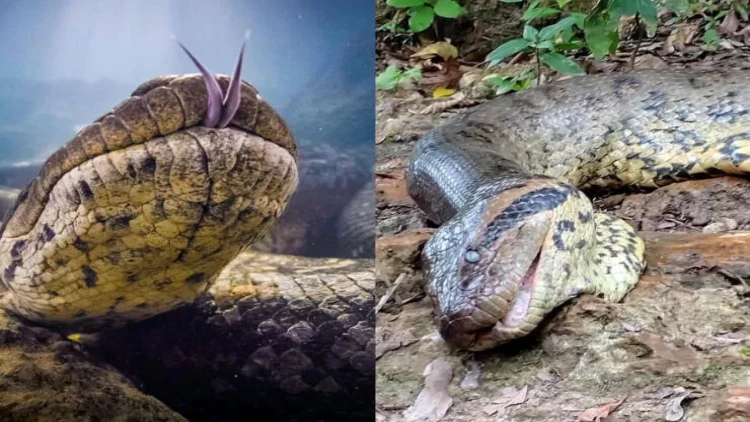 Ovçular yer üzündəki ən böyük ilanı  öldürdülər - FOTO