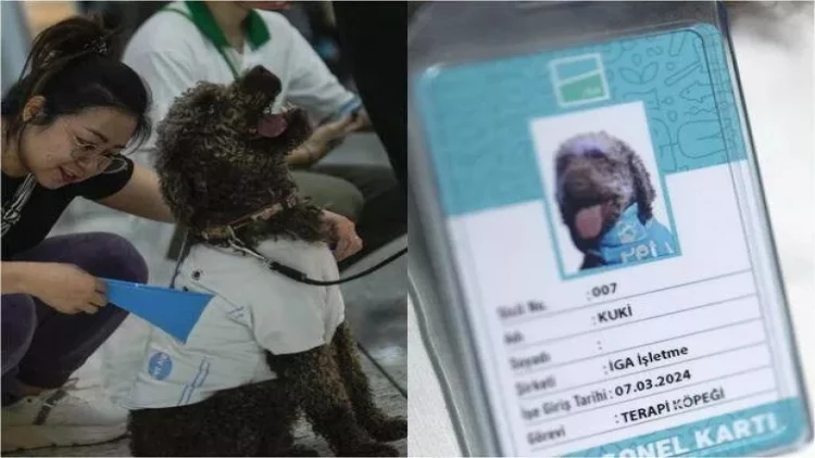 İstanbul hava limanında müalicəvi itlər peyda olub - FOTOlar