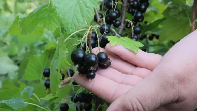 Bunu etsəniz, 10 qat daha çox qarağat məhsulu əldə edəcəksiniz