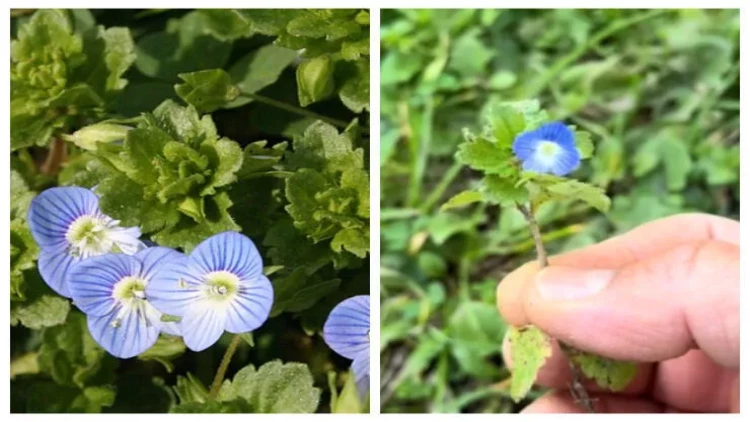 Peyğəmbərdən ad istəyən narin çiçəyin inanılmaz FAYDALARI