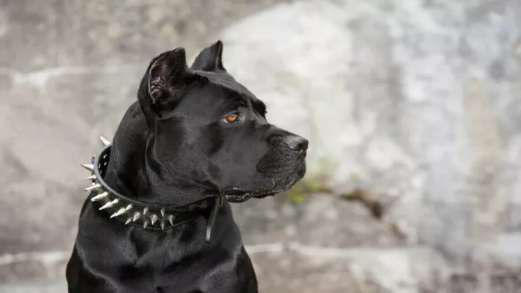 İtlər insanın qoxusuna görə səkkiz xəstəliyi AŞKAR EDİRLƏR