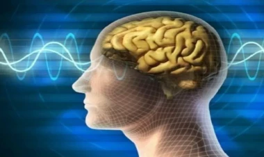 İnsan beyni böyüyür – Araşdırma