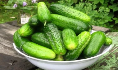 Xiyarın yaxşı məhsul verməsi üçün nə etmək lazımdır?