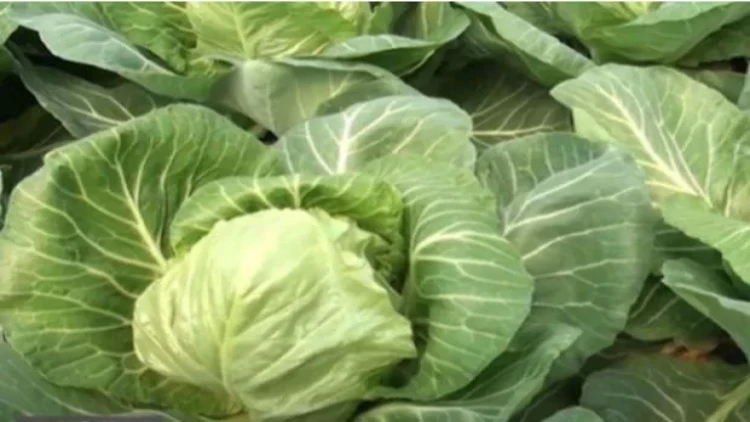 Qazaxda ilk kələm təcrübəsi - VİDEO