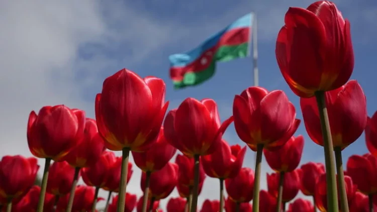 Bakı bulvarında zanbaq fəsli - FOTO