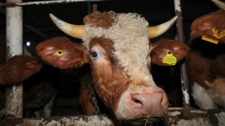 24 heyvan satışı bazarında ciddi nöqsanlar aşkarlandı