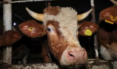 24 heyvan satışı bazarında ciddi nöqsanlar aşkarlandı