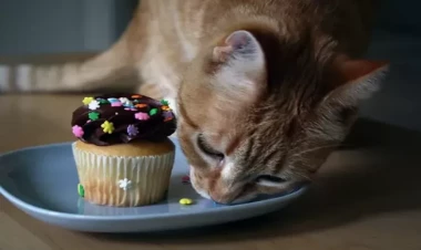 Pişiklərə şirniyyat vermək olar? - Nəticələri