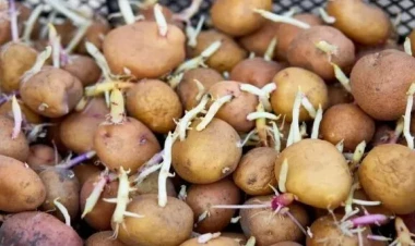 Cücərmiş kartofu atmayın – Qızıl dəyərində